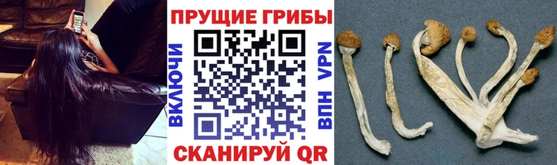 Псилоцибиновые грибы Psilocybe  Сызрань 
